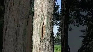 Дерево - старожил в парке.
