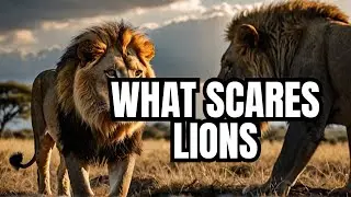 What Scares Lions?