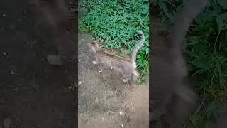 BILLU 😾 #catshorts #shortsyoutube