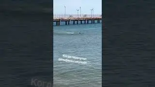После трагедии в Хургаде,где акула убила парня ,отдыхающие на пляжах Анапы стали бояться дельфинов.