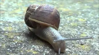 Getting Intermite With Snails (macro)