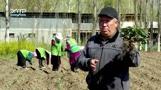 КЕСИБИМ КЕЛЕЧЕГИМ/ КӨЧӨТТӨРДҮН СЫРЫН БИЛГЕН АГРОНОМ