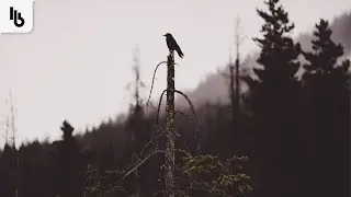 Sizzlebird - Good Feeling