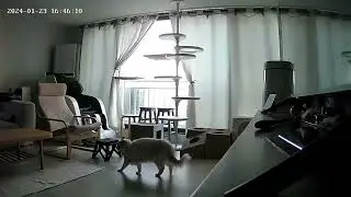 [CCTV돌려보기]형아는 개구쟁이 #고양이 #랙돌 #블루바이컬러 #개냥이 #아기고양이 #예쁜고양이 #홈캠 #cctv