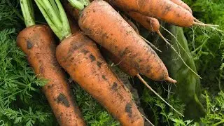 МОЯ МОРКОВЬ! 🥕