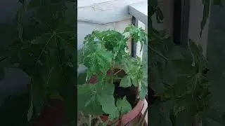 Paraparaan lang
