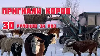 The cows were driven to the farm from the pastures.