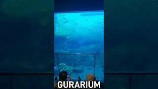 Gura REFLECT At GURARIUM - Sendai Aquarium