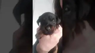 ягдтерьер щенок питомник Кляйн Ягер
