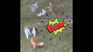 Bon Flips A Cat! 