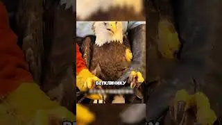 A man saves an eagle from trouble🤯