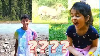 Meeting A Mountain Goat in the Wilderness | Our Trip to Banff, Vlog Series Ep. 3 FINAL EPISODE