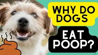 Why Dogs Eat Poop and What You Can Do About It.