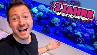 2 JAHRE MEGA AQUARIUM! 🎉