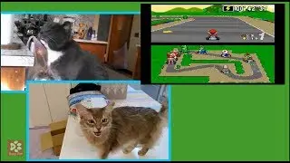 Kittens & Cats Meowing MARIO CRICUIT -  SUPER MARIO KART (A cappella)