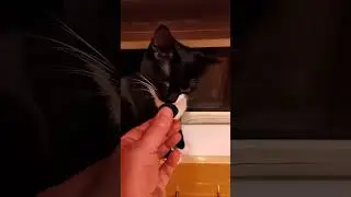 Первая реакция котика на огурец  #shorts