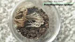 Moulting