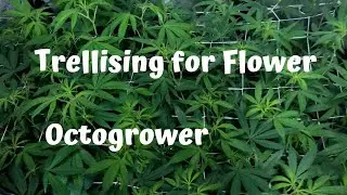 Trellising Your Plant | Octogrower