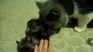 ДЫМЧАТЫЙ котик