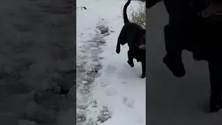 Игривый лабрадор
