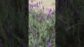 Karabaş otu topluyoruz