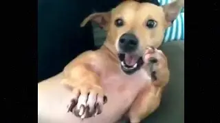Собака смешно чихает