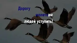У дикого гуся могучие крылья (КАРАОКЕ)