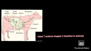 Class 7 sceince Chapter 2 Nutrition in animals