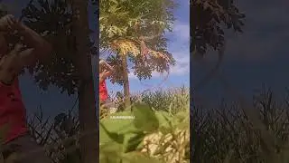Free Papaya Picking in the Farm