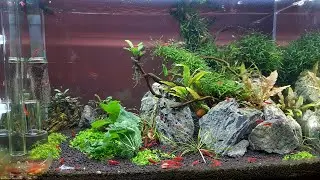 Shrimp tank for Neocaridina Bloody Mary