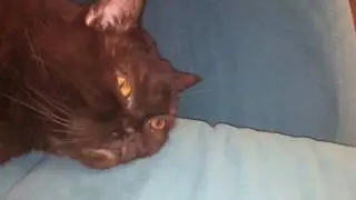 Кот Чивас смотрит телевизор!