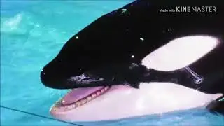 Shamu Celebration : Light Up The Night + Lyrics