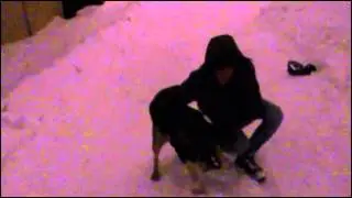Собака,пес