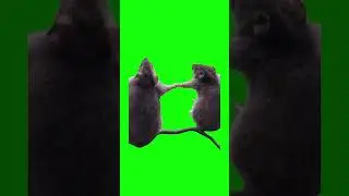 Rats Swaying | Green Screen