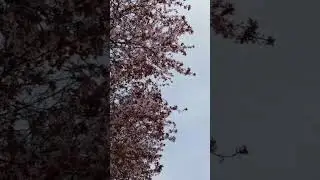 Весна