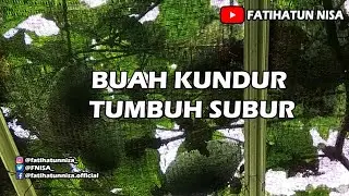 Buah Kundur Tumbuh Subur  | Benincasa hispida | Beligo | Baligo