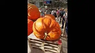 ВЫСТАВКА ГИГАНТСКИХ ОВОЩЕЙ. Аптекарский огород