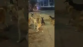 dog 🐕 fainting