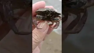 краб...выбросило море..не очень живой