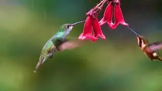 Flora's Secret  -  Enya