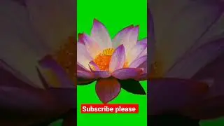 zoom in Lotus flower green screen shot #