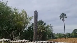 buli or buri is the largest palm tree in the Philippines