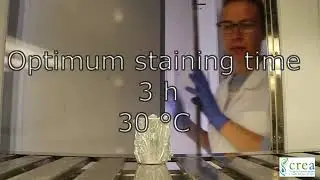 ISTA Tetrazolium Test. Standard Procedures for Triticum spp..