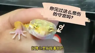你见过这么悲伤的守宫吗？