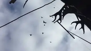 #Pigeons