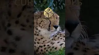 O Guepardo  O Animal Mais Rápido do Mundo e sua Ameaça de Extinção #shorts