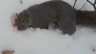 Edgun Leshiy 2 in .25 on a Winter Squirrel Hunt, High Power Tuned