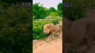 LION ATTITUDE🔥| ft.LION #lion #lionattitudestatus #lionquotes