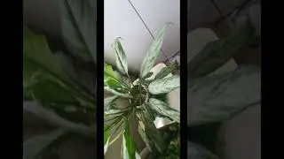 Flowers in my Evergreen Plant