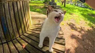 Geveze the cat I have known for 5 years has a lot to say!